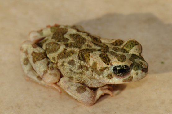 H e rp etofa u n a ře cké h o ostrova Kos Bufo variabilis, Tigaki Text a foto: Daniel Jablonski Čtyři kilometry západně napříč egejským mořem od Anatolie leží řecký ostrov otce medicíny Hippokrata -