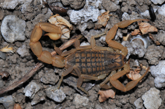 činností člověk (zejména v Mediteránně se tak dělo zcela běžně v případě Hemidactylus turcicus, Chalcides ocellatus apod. ), odráží nám jako zrcadlo nejméně několika milionovou historii šíření bioty.