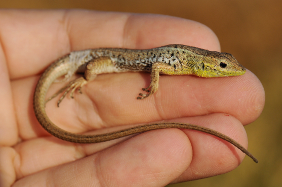 Ophisops elegans, Tigaki sporný) či rosničku Hyla orientalis. Oba zmiňované druhy patří mezi tzv. kryptické.