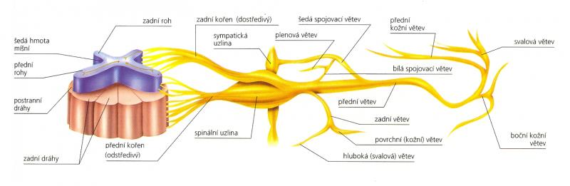Centrální nervová