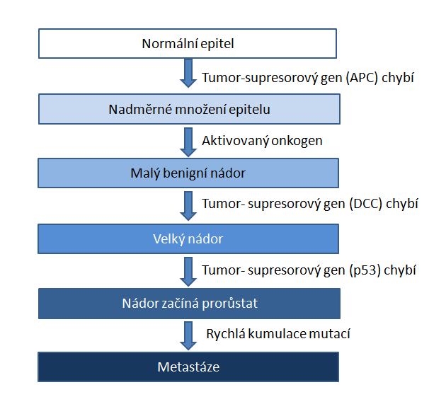 Obr. 3 Progrese nádoru při akumulaci mutací (vytvořeno podle Alberts, 1998) Inaktivující mutace v genu APC iniciují proces tvorby nádoru tím, že způsobují vývoj abnormálních tkání ve střevním epitelu.