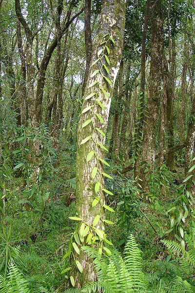 Fenolické látky skořice Cinnamaldehyd se přirozeně vyskytuje v kůře skořicovníku ceylonského a dalších druzích skořicovníku (Cinnamomum), například v kafrovníku nebo skořicovníku čínském.