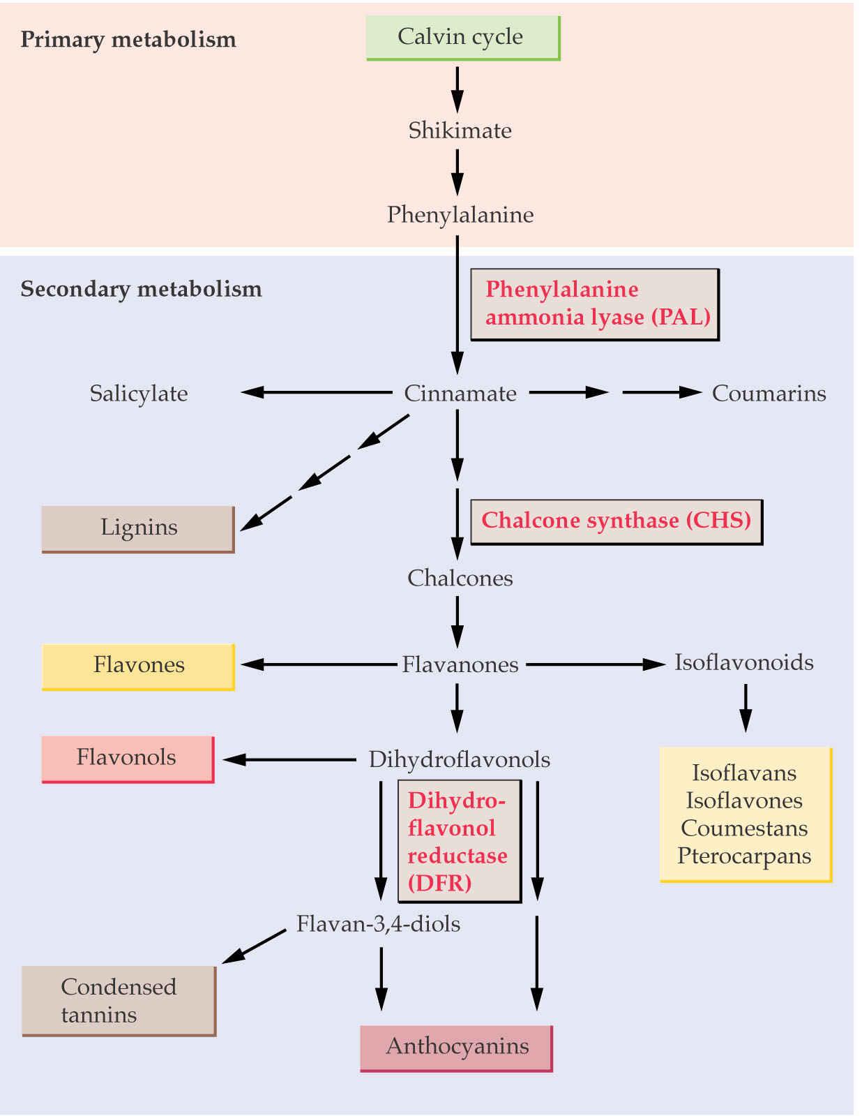 Šikimátová cesta je metabolická dráha, kterou vznikají v chloroplastu aromatické aminokyseliny tyrosin,