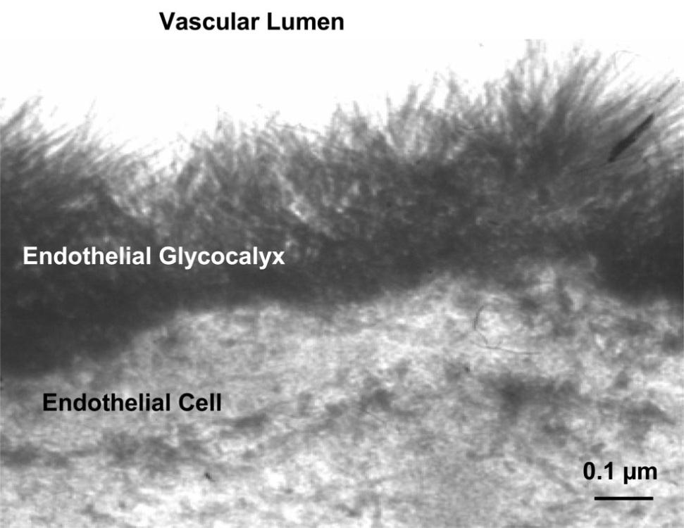 Endoteliální glykokalyx a jeho role Negatívně nabitá hydrofilní gelovitá síť (muko)polysacharidů pokrývající vnitřním