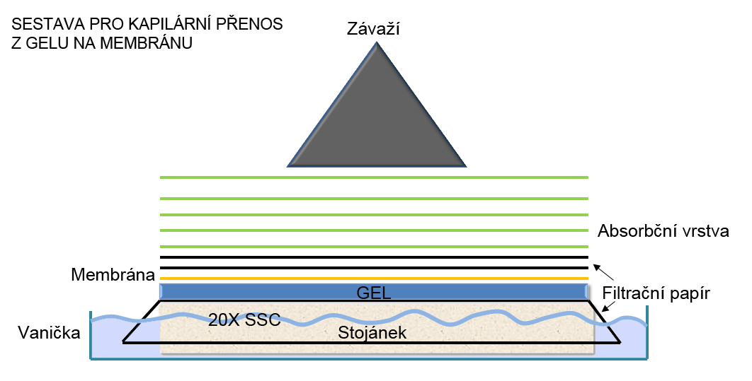 PROMYTÍ MEMBRÁNY A IREVERZIBILNÍ IMOBILIZACE RNA NA MEMBRÁNĚ V této fázi máme membránu s navázanými vzorky RNA. Vazba RNA na membráně je pouze na základě slabých iontových interakcí.