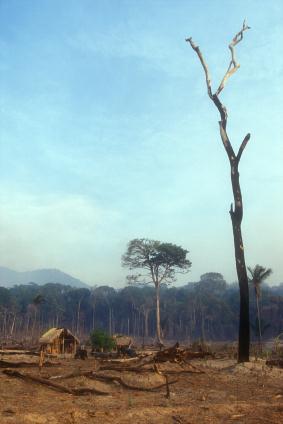 Problém nelegální těžby Dopady Odlesňování a devastace lesů Nespravedlivá