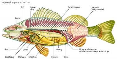 Ryby podzemních vod (kavernikolní) mají redukované zrakové orgány nebo jsou zcela bez očí, dochází u nich k redukci pigmentace. Silný je vývoj hmatových orgánů.