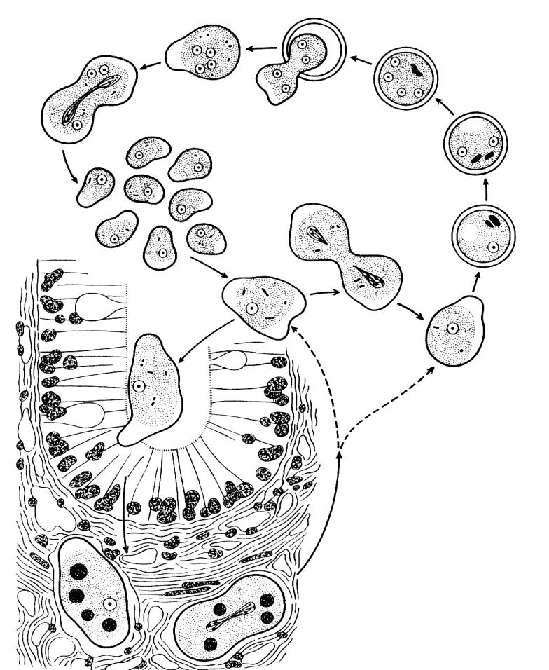 Protozoální choroby, Amébiázy původci měňavky, saprofytické a parazitické, pro člověka patogenní Entamoeba histolytica, Naegleria fowleri a Acantamoeba Entamoeba histolytica průjmové onemocnění,