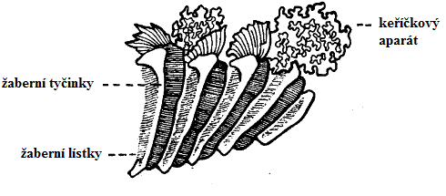 Obrázek č. 2: Rozmístění vousků na hlavě (podle De Graaf a Janssen, 1996) Obrázek č. 3: Morfologie žaberního aparátu (podle De Graaf a Janssen, 1996) 2.2.3. Reprodukce Pohlavní dospělost nastává v průběhu prvního roku života.