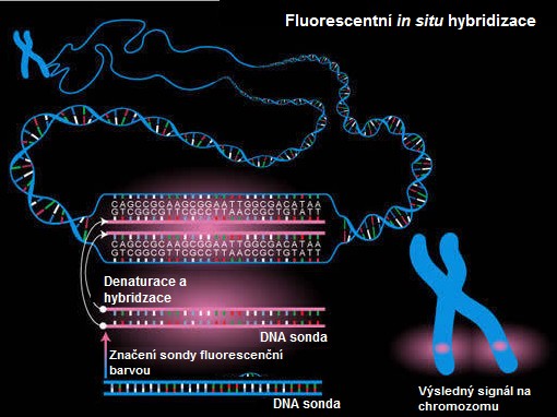markerových chromozomů. Ke značení sond se běžně používají fluorochromy SpectrumOrange, SpectrumGreen či SpectrumRed. Obrázek 1: Princip FISH (http://chewyueming.wix.com/fish-technique; upraveno).