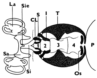 Obr. 16: Weberův aparát kaprovitých ryb, La blanitý labyrint, Sa sacculus, Sie sinus endolymphaticus, Si sinus impar, Cl claustrum, S scaphium, I intercalare, T tripus, Os ossa suspensoria (spojovací