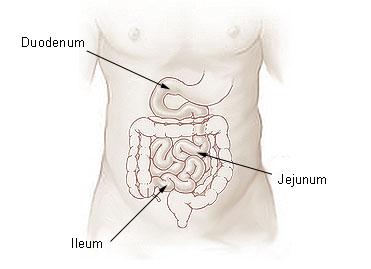 FARMAKKINETIKA SYSTÉMVĚ PDÁVANÝC ENZYMŮ - ABSRBCE ILEUM terminální část tenkého