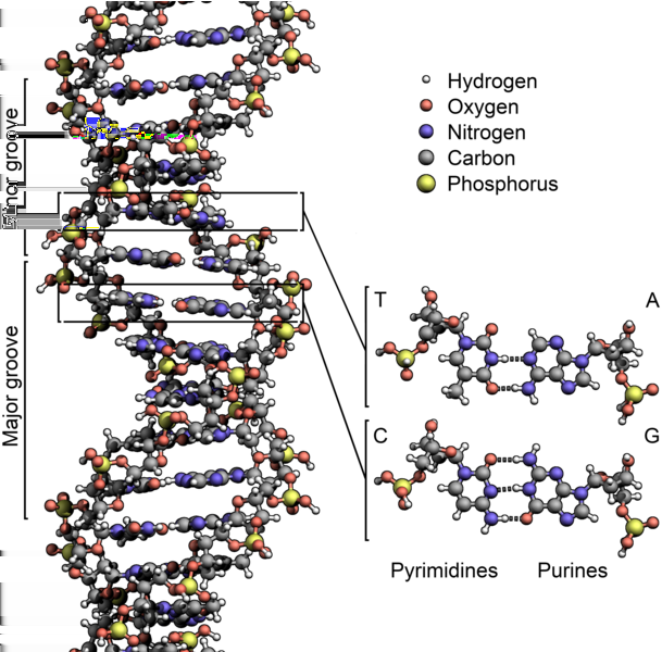 Polymery [show -IG pic/ala30; show -Iggg -b2 pic/ala30] 1/31 Pøírodní (polysacharidy, polypeptidy, polynukleotidy... ) Syntéza ji¾ 19. stol.