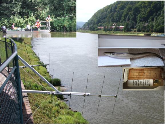 Materiál a metodika Metody studia migrace Metody odlovu Elektrolovná lod, hlubinný agregát GEKO, 350V, 25A, srpen-září, Sledované proměnné: abundance (CPUE) Radiová biotelemetrie Nejpřesnější a