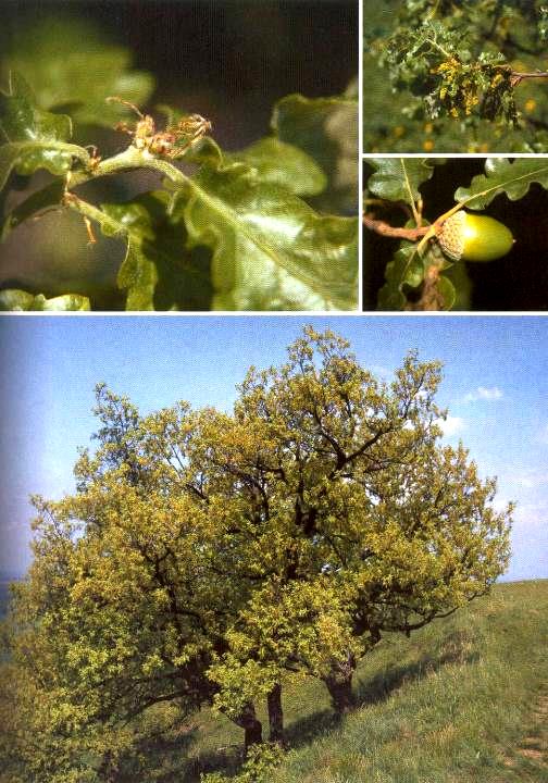 Dub šípák Quercus pubescens Výška 6 20 m. Drobný, kulovitá koruna, na rubu chlupaté listy. Snese sucho a horko. U nás kalcifilní. Nesnáší mrazy, stín, vlhko.