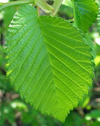 Jilm habrolistý (Ulmus minor) Strom dorůstající výšek 25-40 m a tloušťky kmene i přes 1,5 m. Někdy i keř. Listy 1 2x zubaté, zašpičatělé, s asymetrickou bází. Nažky téměř přisedlé.