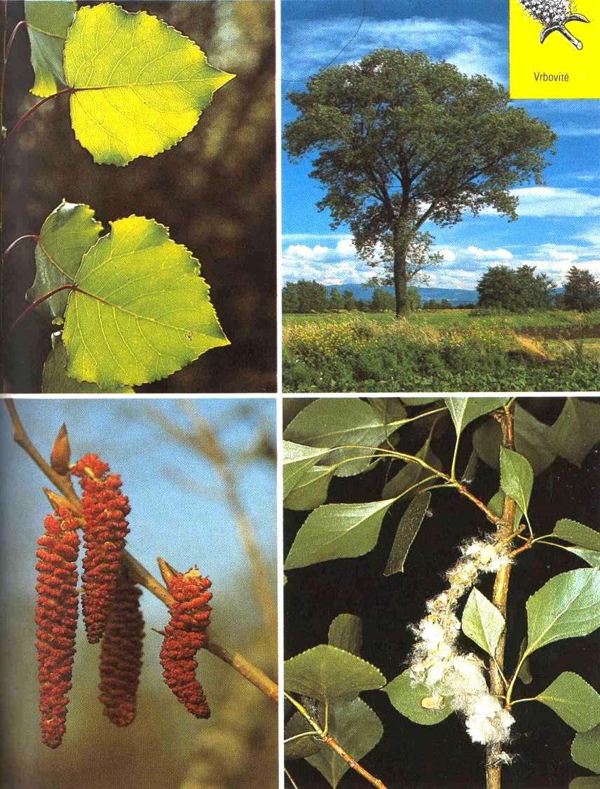 Topol černý Populus nigra Výška až 30 m, kůra šedozelená, listy ze spodu lysé, zelené. Rychle roste, snáší mrazy. Láme se, působí alergie, krátkověký, max.