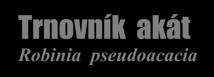 Trnovník akát Robinia pseudoacacia Výška až 25 m, křivolaký kmen, trnité větve, lichozpeřené listy, kořenové výhony. Pastva včel.