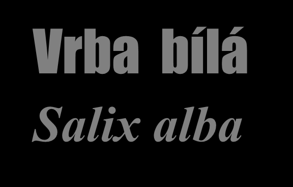 Vrba bílá Salix alba Podobná vrbě křehké, ale mohutnější, výška až 30 m, rovný kmen o průměru až 1,5 m, listy