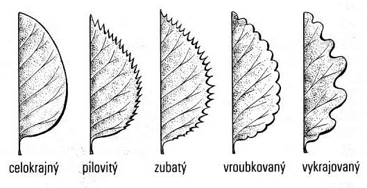 Okraje listů