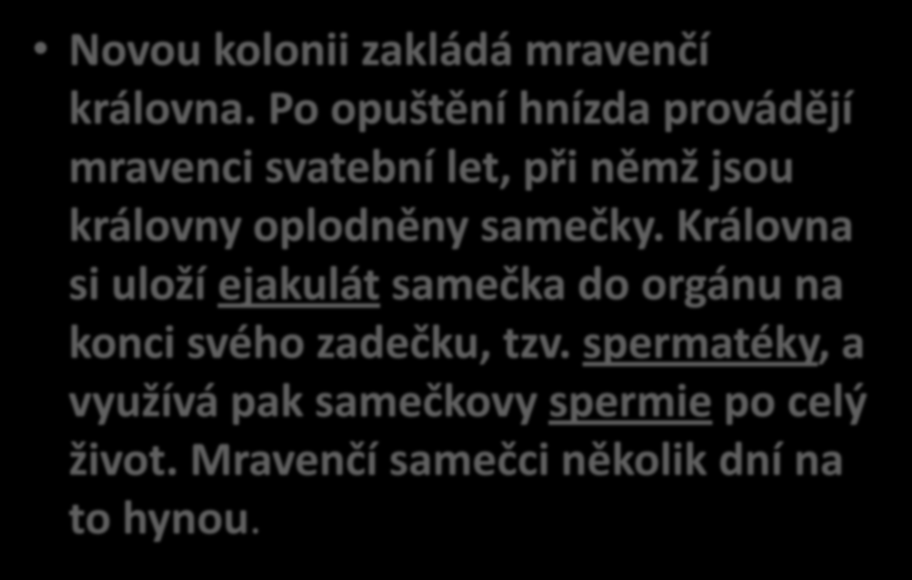 Založení kolonie Novou kolonii zakládá mravenčí královna. Po opuštění hnízda provádějí mravenci svatební let, při němž jsou královny oplodněny samečky.