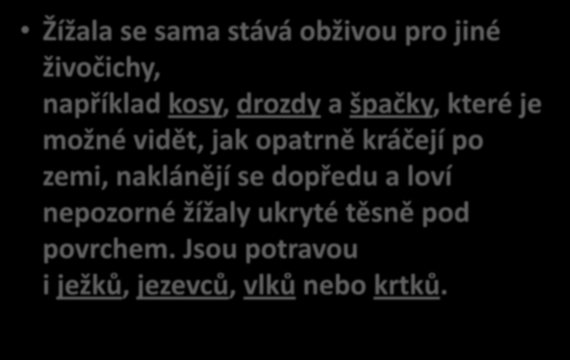 Žížala se sama stává obživou pro jiné živočichy, například kosy, drozdy a špačky, které je možné vidět, jak opatrně kráčejí po