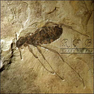 nohy normální, skákavé Hystrichopsylloidea (7 čeledi, 1050 druhů) Ceratophylloidea (5 čeledi, 950 druhů) Malacopsylloidea (2