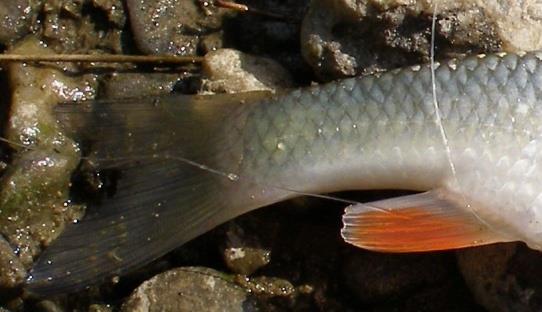 Leuciscus cephalus hřbetní ploutev je posunuta za břišní ploutev nízká, široká hlava válcovité tělo velká