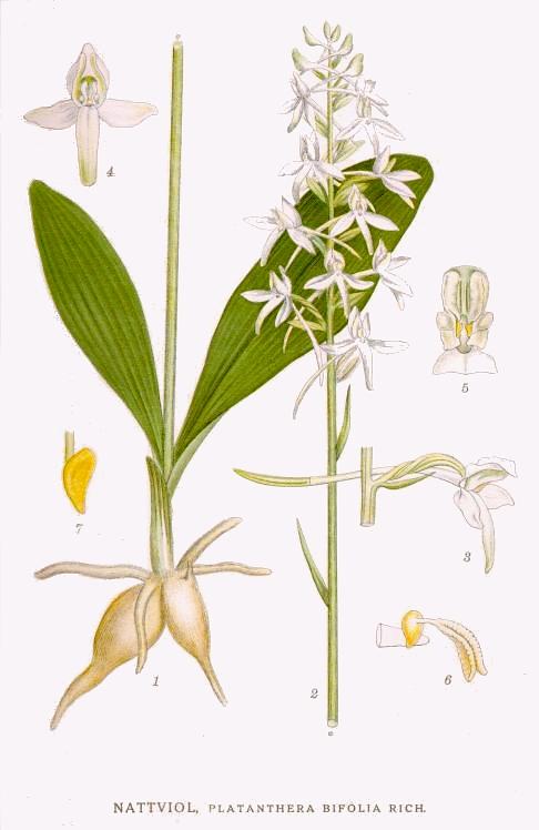 Platanthera