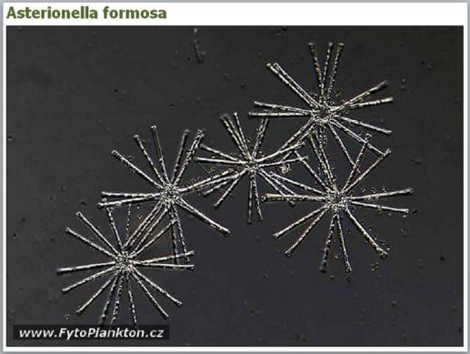 3) biomasa, mm3/l 4,2 1,7 (tř. 3) sinice, % 46 9 (tř.