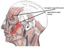 Autonomic and somatic