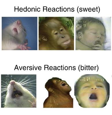 Homology of expressions to pleasant and unpleasant