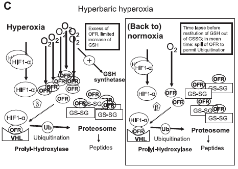 Hypotetické vysvětlení vztahu EPO, NBO a HBO Během NBO a při návratu na normální hodnoty pa02 dojde k relativní tkáňové hypoxii a