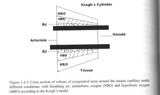 Kroghův cylindrický model průřezu kapiláry- mnohonásobné zvýšení difuzního gradientu a difuzní vzdálenosti 02 p02 2000