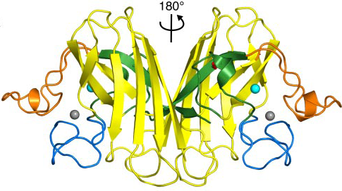 (tvorba melaninu), dopamin- -hydroxyláza (tvorba neurotransmiterů) a superoxid dismutáza (ochrana proti reaktivním formám kyslíku, rozklad superoxidového radikálu) [68].