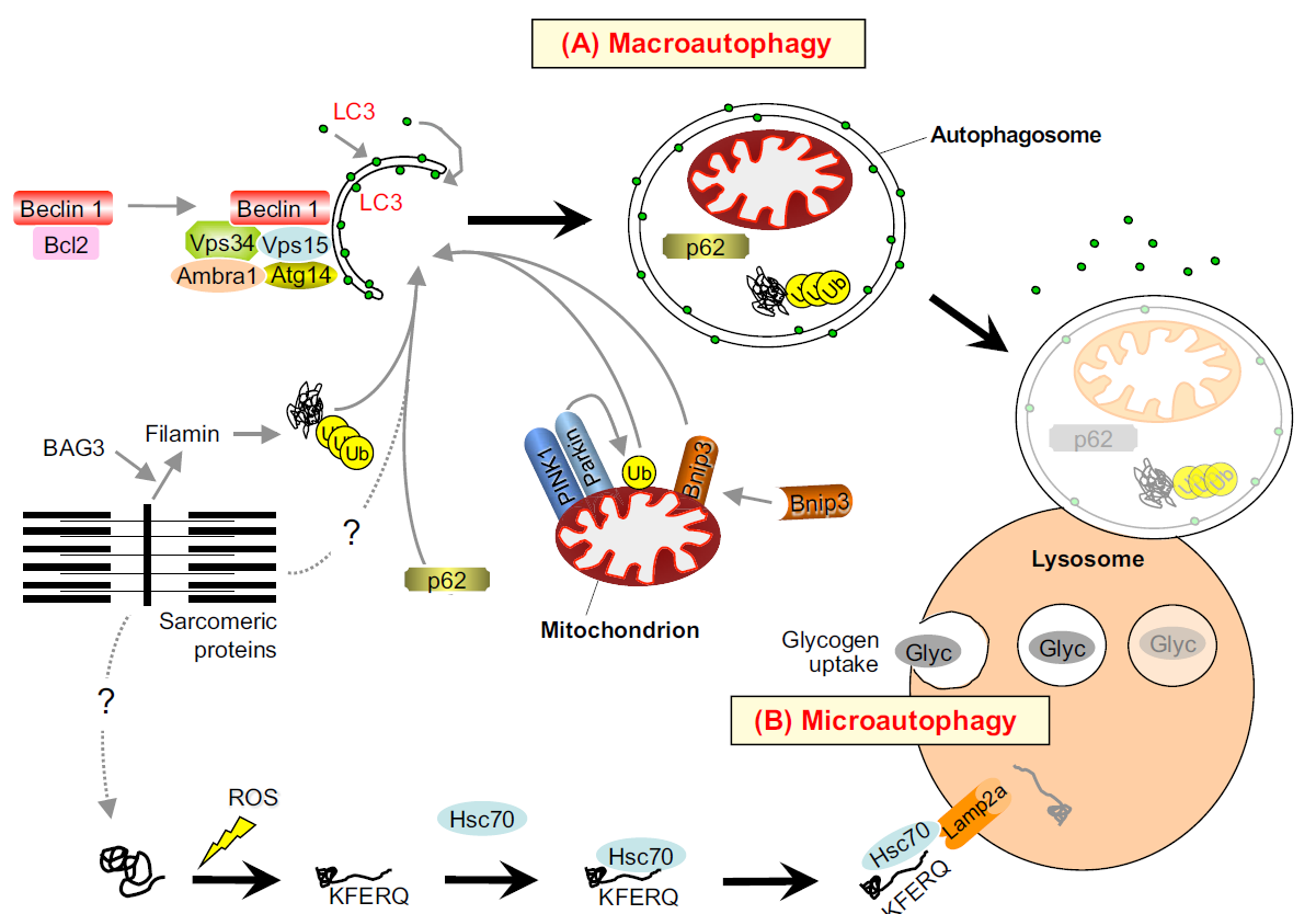 2. Autofagie (makro, mikro, chaperon-zprostředkovaná)