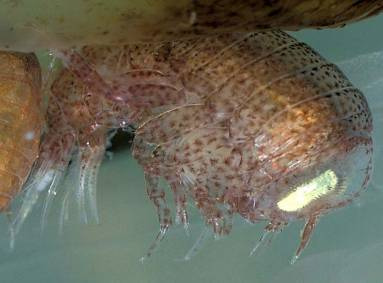 plankton: Cnidaria: Scyphozoa Semaeostomae (talířovky): čel.