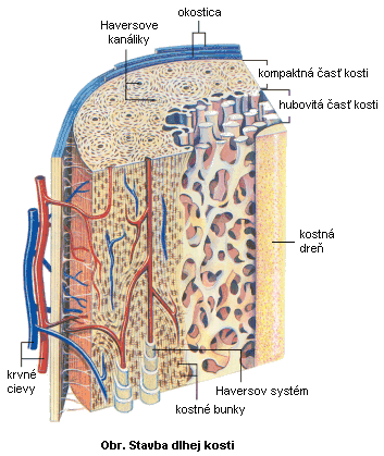 Stavba kosti Periosteum - zevní vrstva fibrózní, vnitřní kambiová.