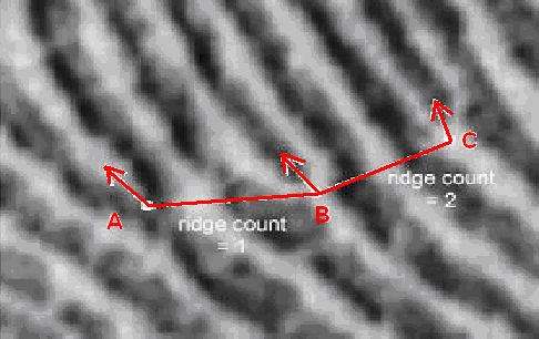 (seskupení papilárních linií). Jedná se o smyčky, víry a oblouky (loop, whorl, arch) viz Obrázek č.