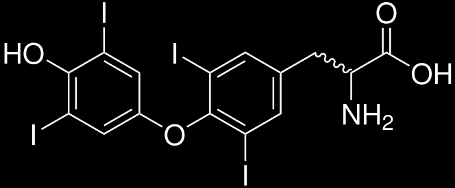 HORMONY ŠTÍTNÉ ŽLÁZY Trijodthyronin (T 3 ) transport krví: velmi malá koncentrace volně diagnostika transport do buňky: transportéry Cíl: celý organismus zvyšují bazální metabolismus - gigantismus,