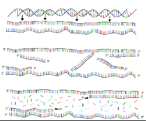 Průběh PCR polymerase chain reaction 1. krok - denaturace 2. krok navázání primerů 3.