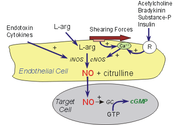 Oxid dusnatý NO Produkce: buňky cévního endotelu, hladké svalové buňky, buňky srdečního svalu.