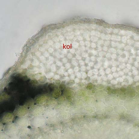 11 d) Mikroskopický preparát ze stonku hluchavky (Lamium) Mikroskopický preparát z řezu stonkem hluchavky (kol kolenchym rohový), převzato a upraveno z http://web2.mendelu.