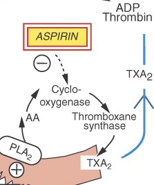 Inhibition of prostaglandin synthesis