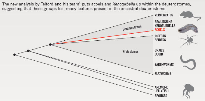 Acoelomorpha, jako bazální skupina