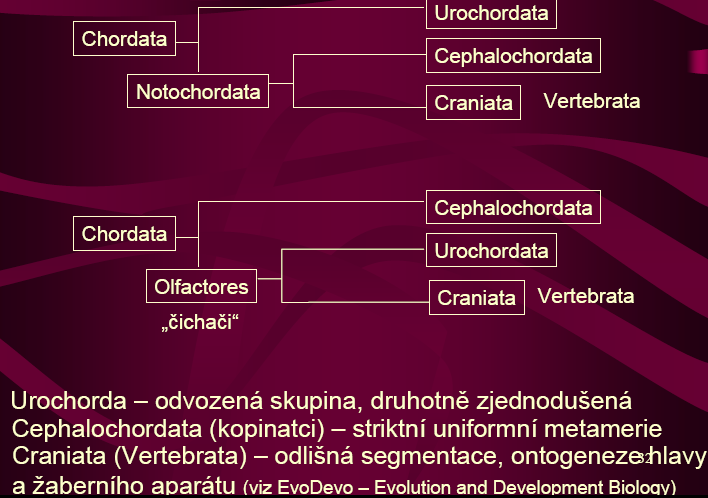 nejasnosti ve vztahu 3 skupin, Vertebrata, Cephalochordata a Urochordata bazální skupinou