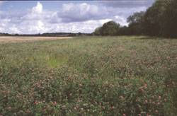 Biopásy (agroenviromentální opatření - dle nařízením vlády č.79/2007 Sb.