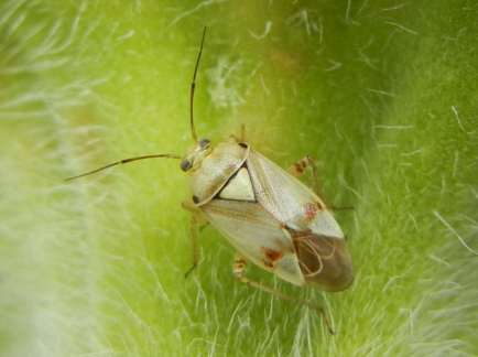 Klopušky (Miridae) na semenné vojtěšce škodí nymfy i dospělci sáním na generativních orgánech vojtěšky na škodách se podílí zejména