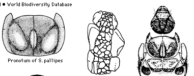 úkryty hyporeál závaží (Silo) tvar těla (Ancylus,