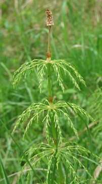 Základní systém zelených organismů Oddělení: kapraďorosty (Pteridophyta) Třída: